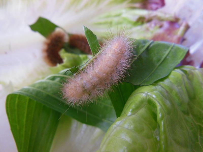 Bruchi di Diaphora mendica